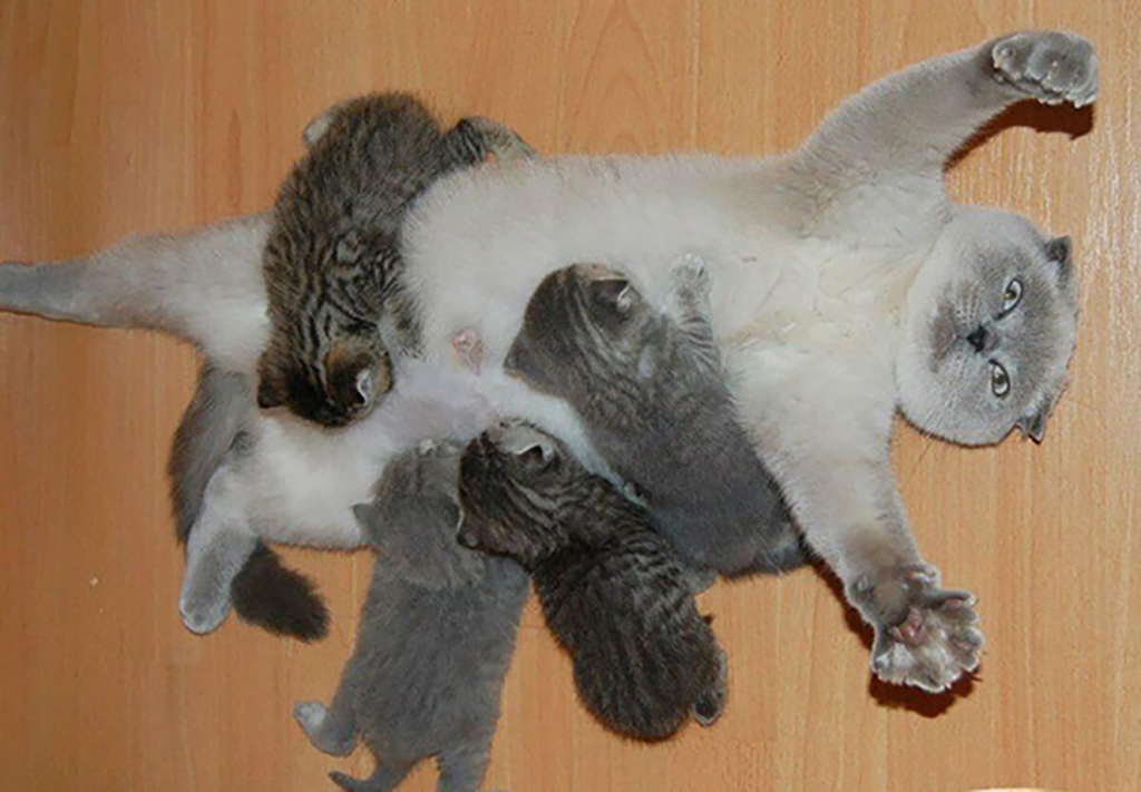 Taken Everything Mother cat laying on its back while kittens feed