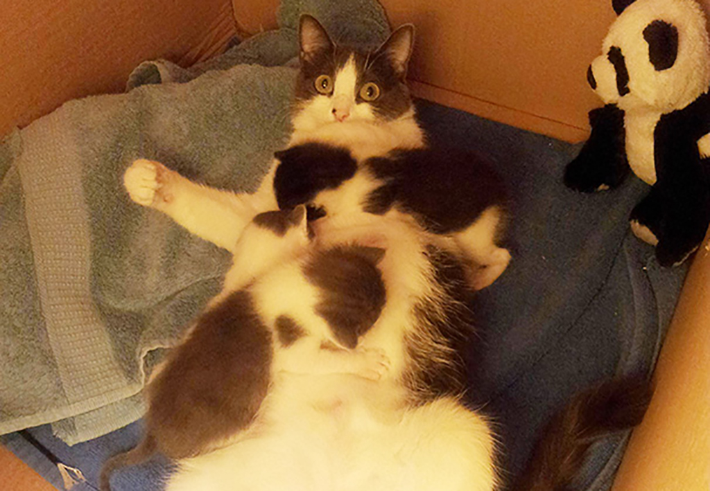 Nobody Told Me About This! Shocked mother cat