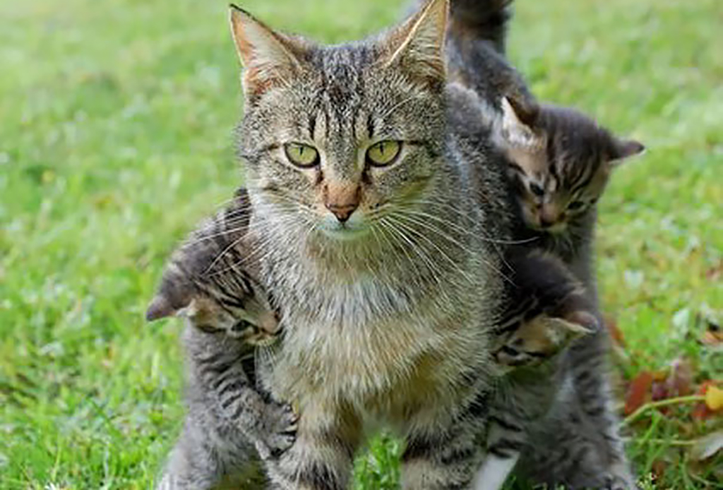 Personal Space Please Kittens holding onto their mom