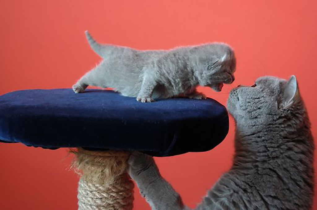 Don't You Talk Back To Me Kitten whining at mother