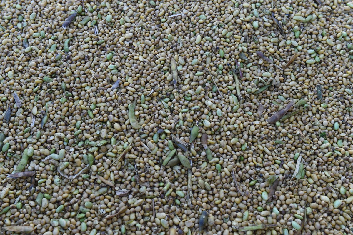 dried legumes - 1170143662 Harvested soya beans are pictured in an agricultural trailer.