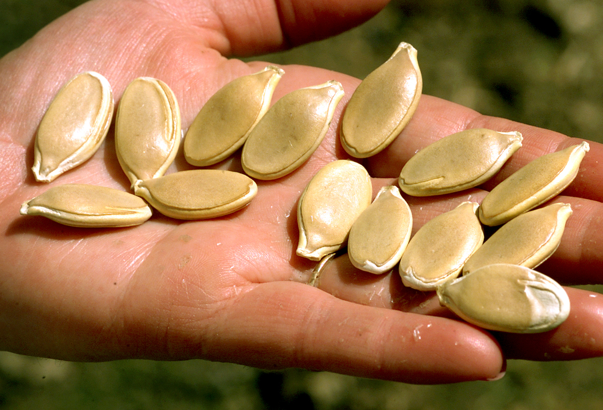 pumpkin seeds - 563606219 Woman holds pumpkin seeds that she is going to plant in her garden at home.