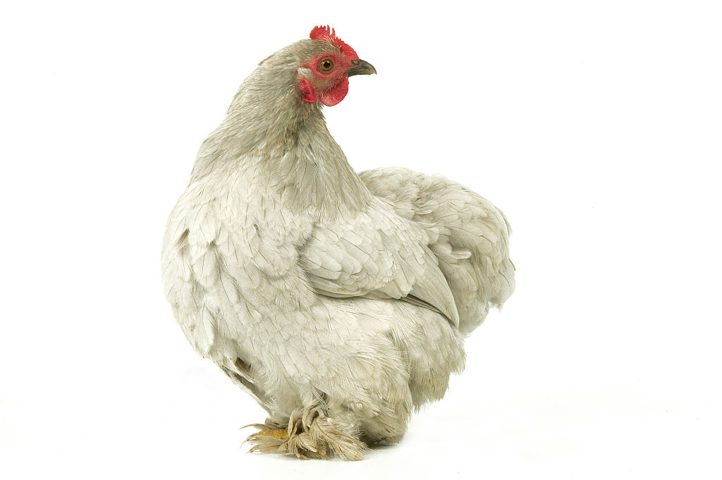 Before The Magic Of Spinach, There Was The Magical Whiffle Hen Before The Magic Of Spinach, There Was The Magical Whiffle Hen