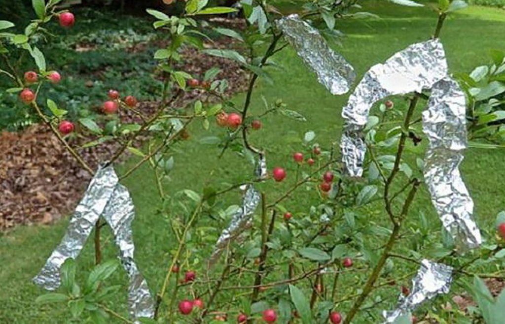 Repel Insects And Birds Strips of aluminum foil on fruit tree