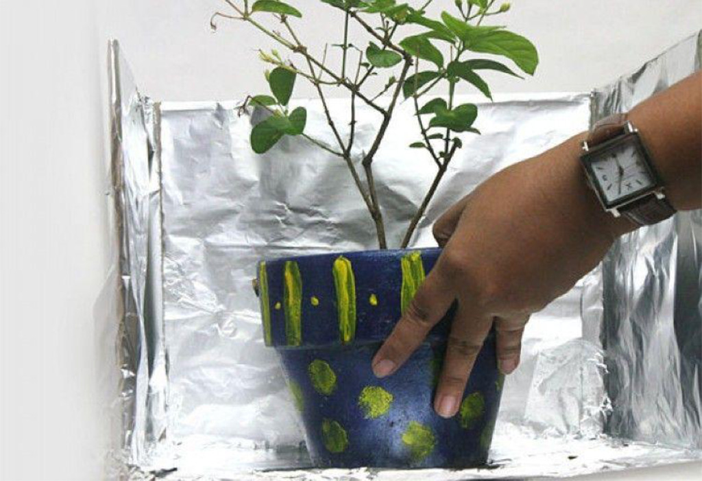 Making Sure Your Houseplants Get Enough Sunlight Plant surrounded by aluminum foil