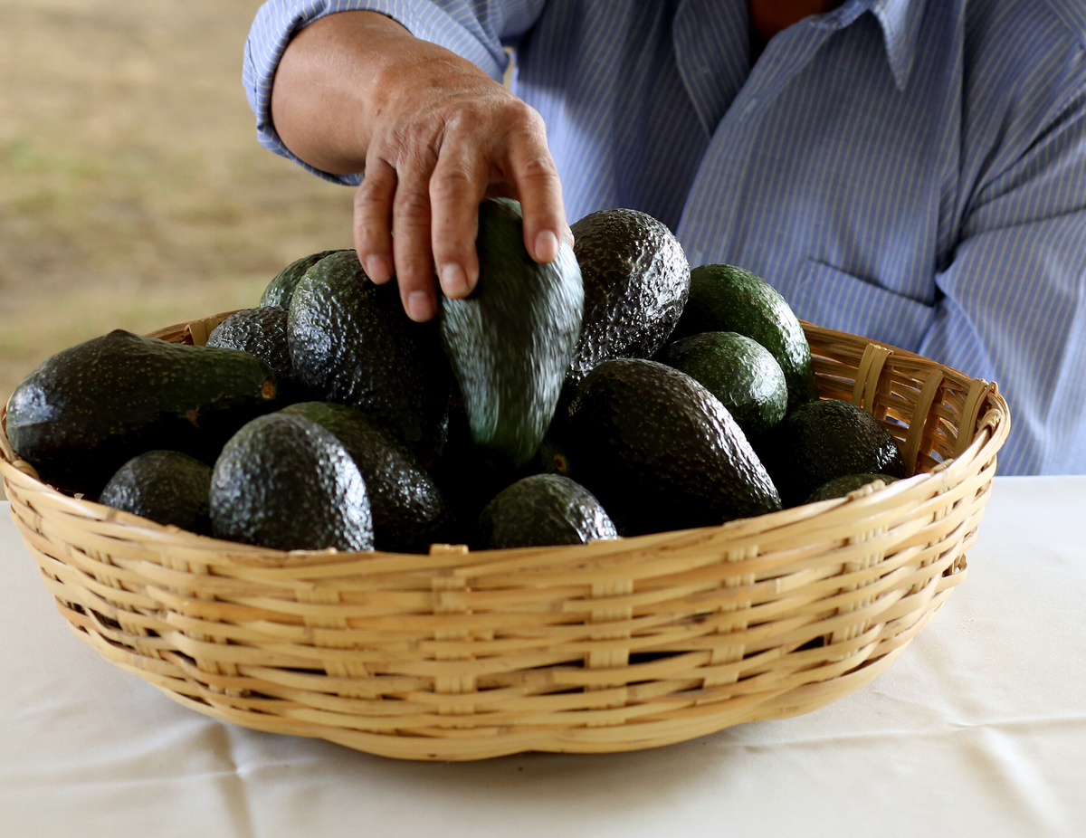 choosing an avocado - 1135097834 A farmer puts an avocado on a basket.