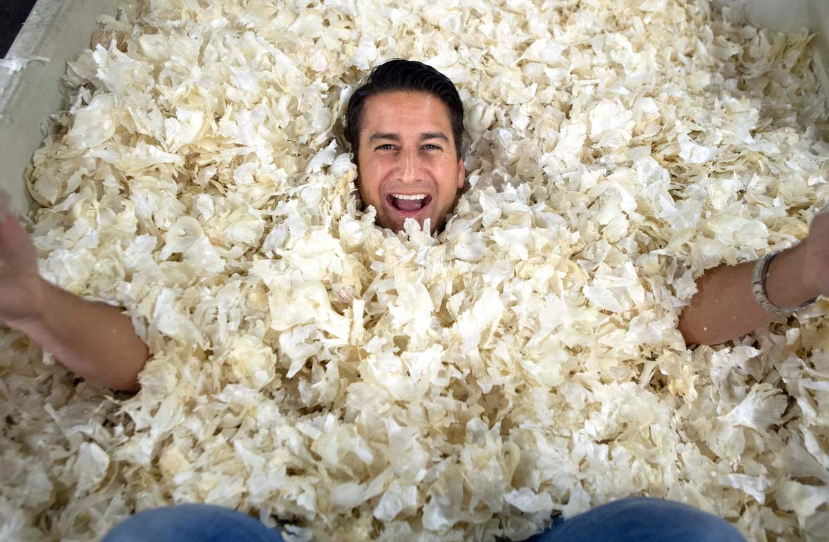 in garlic skins - 1148081313 Christopher Ranch Executive Vice President Ken Christopher poses for a photo after burying himself in a crate of garlic skins.