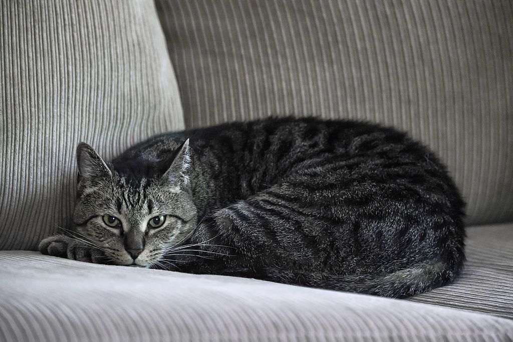 Training Pets -453668481 Cat laying on couch