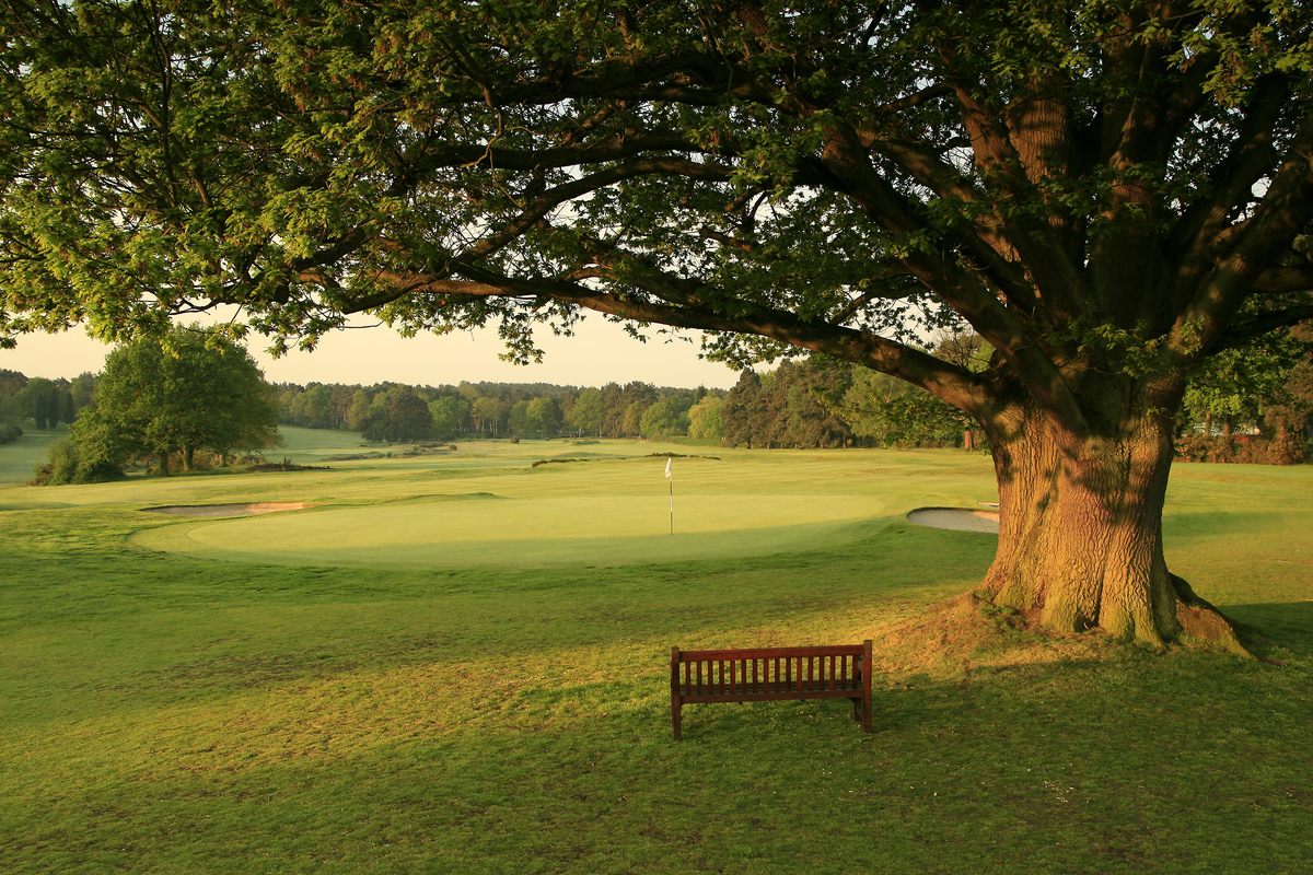 Sunningdale - 577110412 A tree overhangs a bench in the Sunningdale Golf Club Old Course hole 18.