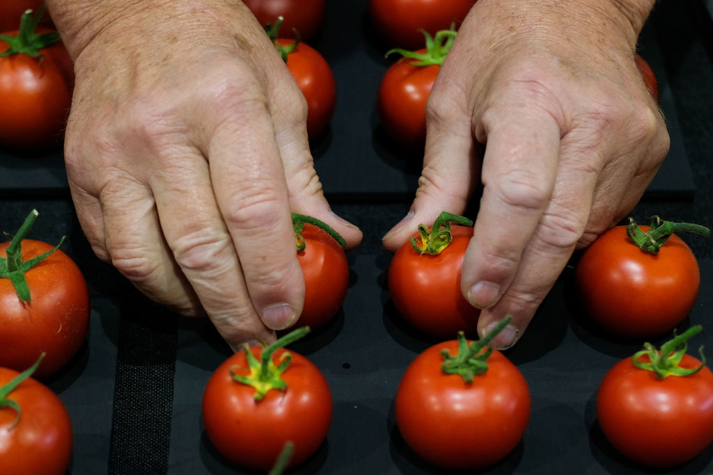 tomatoes 1174376219 a close-up of someone squeezing small tomatoes