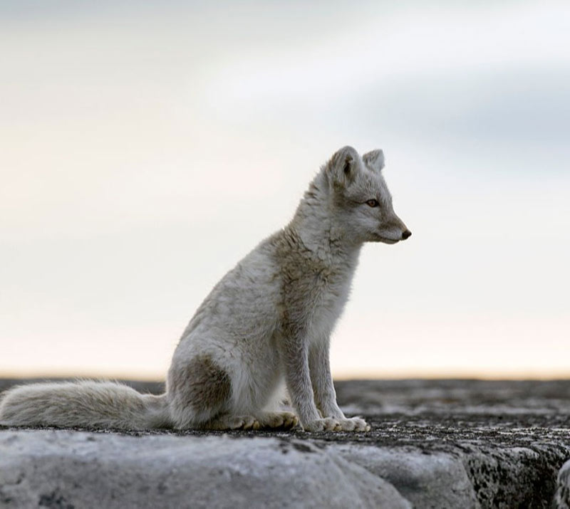 GettyImages-601067736-72676-84821 GettyImages-601067736-72676-84821