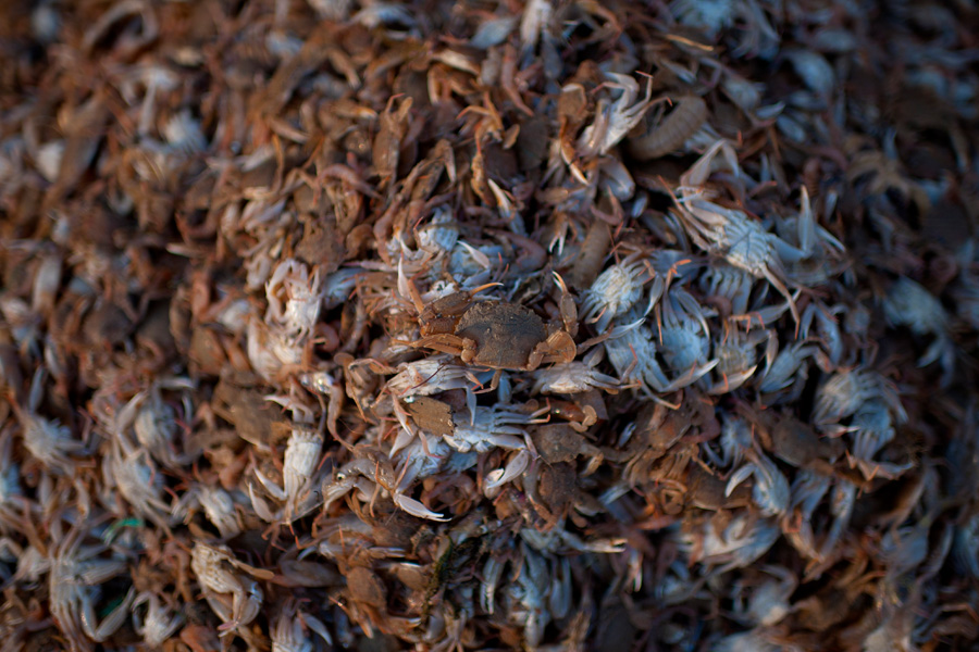 a-big-haul-of-crabs-49129 a-big-haul-of-crabs-49129