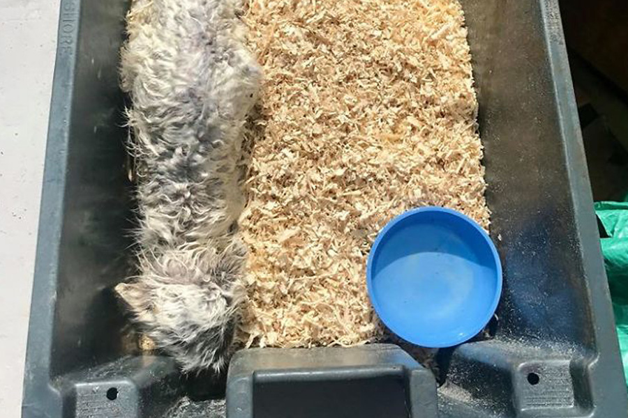arctic-fox-sleeping-in-sawdust-79066 arctic-fox-sleeping-in-sawdust-79066