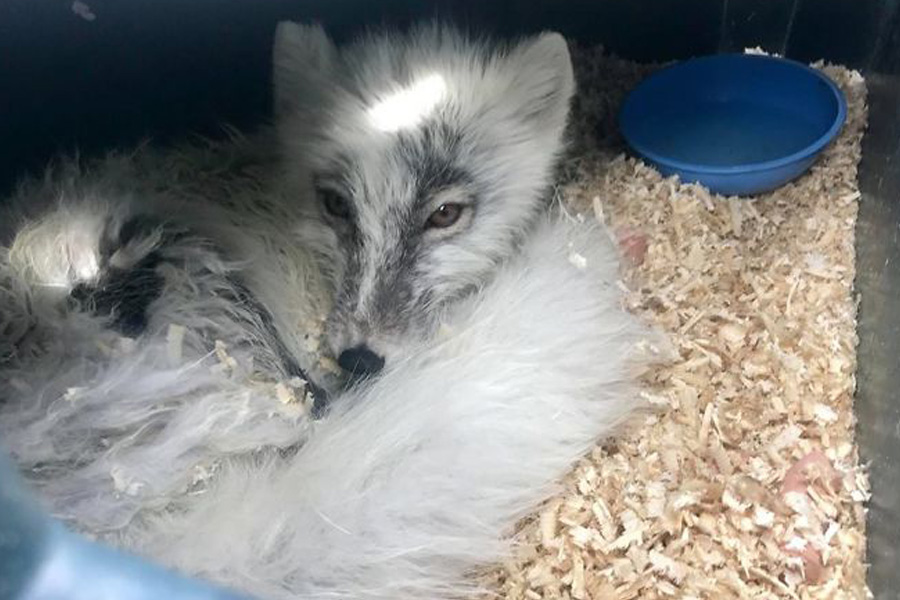 arctic-fox-woken-by-noise-86618 arctic-fox-woken-by-noise-86618
