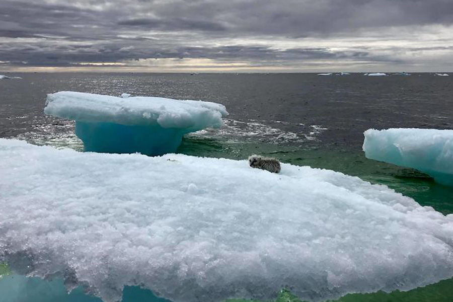 iceberg-animal-resceu-73745 iceberg-animal-resceu-73745