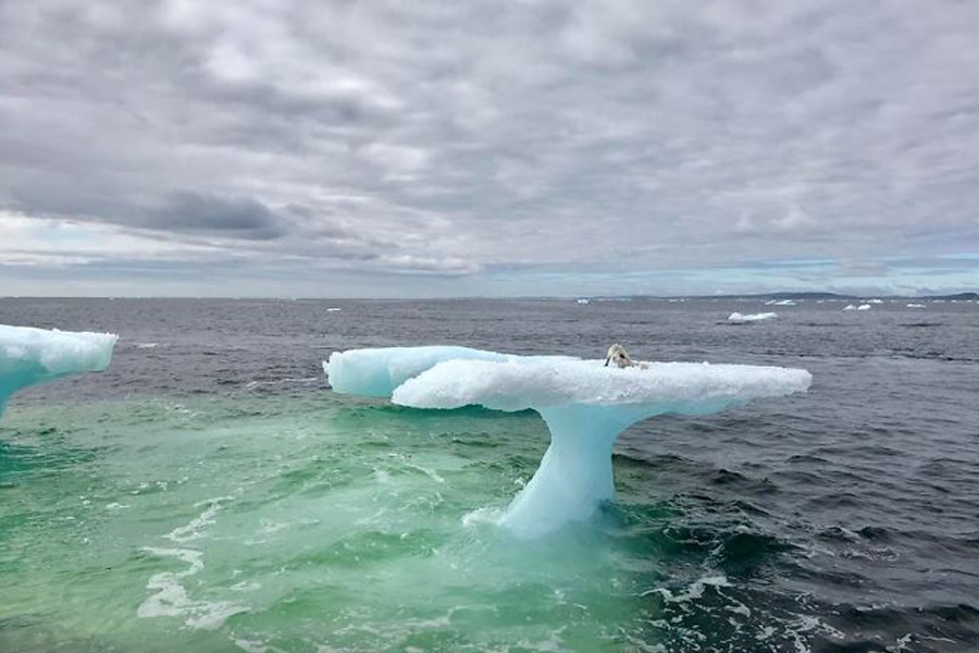 mystery-creatire-found-on-top-of-iceberg-49193 mystery-creatire-found-on-top-of-iceberg-49193