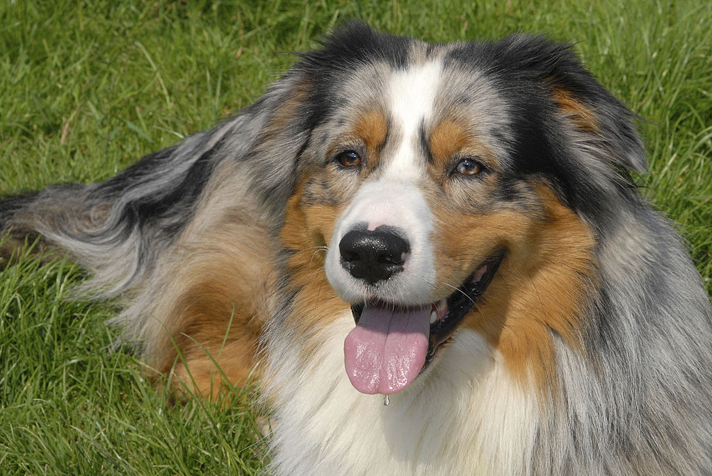 Australian-Shepherd An Australian Shepherd lays in the grass.