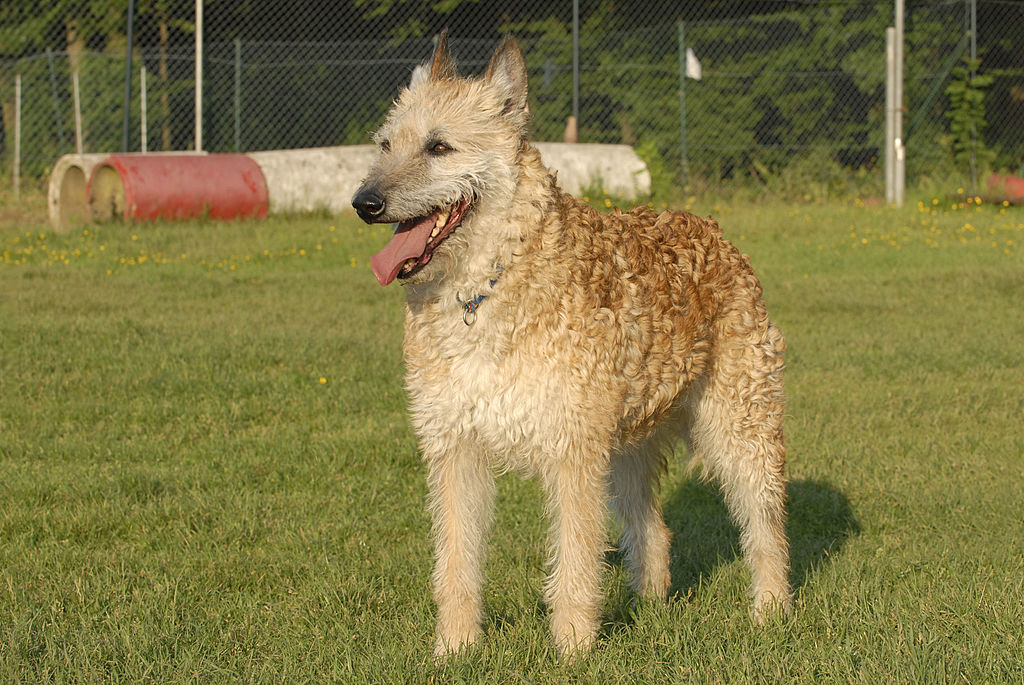 Belgian-Laekenois A Belgian Laekenois stands on all fours in a grass field.