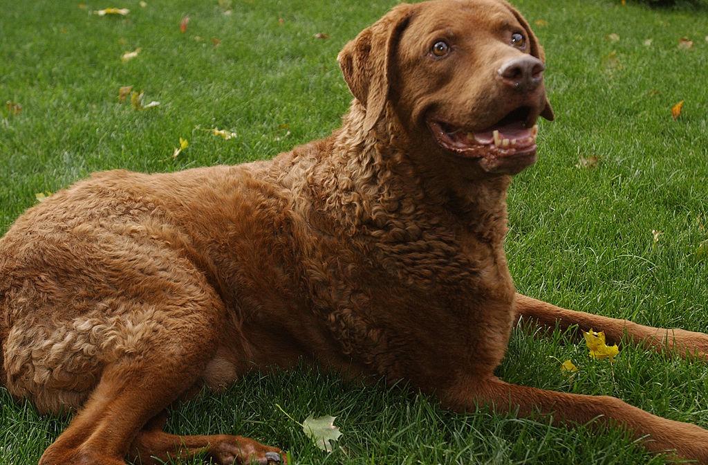 chesapeake-bay-retriever A Chesapeake Bay Retriever looks bright eyed while lying in the grass.
