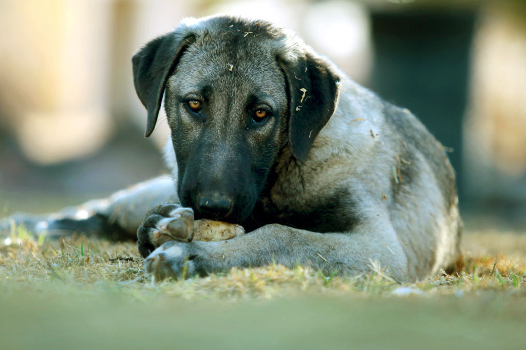 Anatolian-Shepherd-Dog A puppy Anatolian Shepherd Dog stares at the camera while eating a bone.