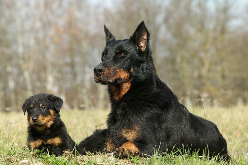 Beauceron-dog A Beauceron stares into the distance.