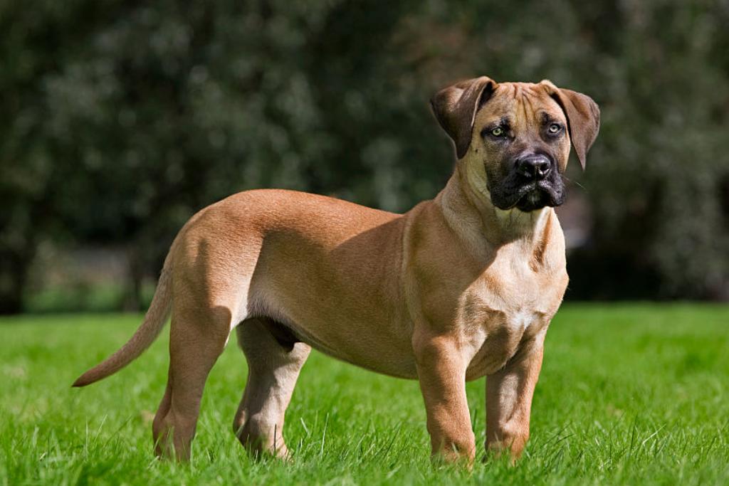 boerboel-dog A Boerboel stands in a grass field.