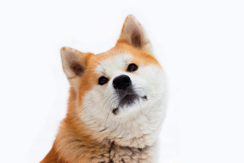 akita-dog An orange and white Akita looks up longingly.