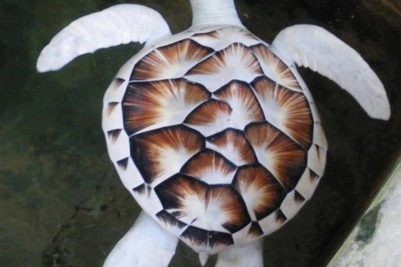 002-an-underwater-beauty-2562201-93332 002-an-underwater-beauty-2562201-93332