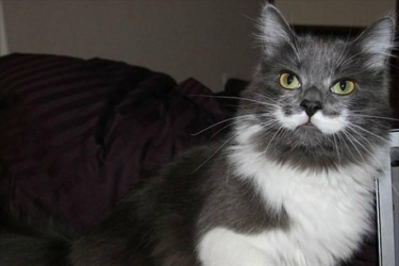 012-is-it-movember-yet-2569483-19120 012-is-it-movember-yet-2569483-19120