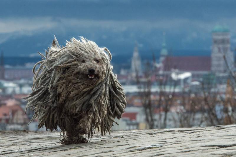 Puli's Are Known As The Acrobats Of The Dog World Puli's Are Known As The Acrobats Of The Dog World