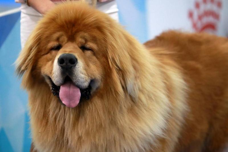 Tibetan Mastiffs Are Known As Guardian Dogs Tibetan Mastiffs Are Known As Guardian Dogs