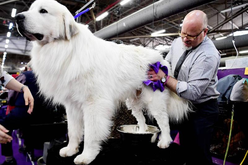 The Great Pyrenees Is Packed With Power The Great Pyrenees Is Packed With Power