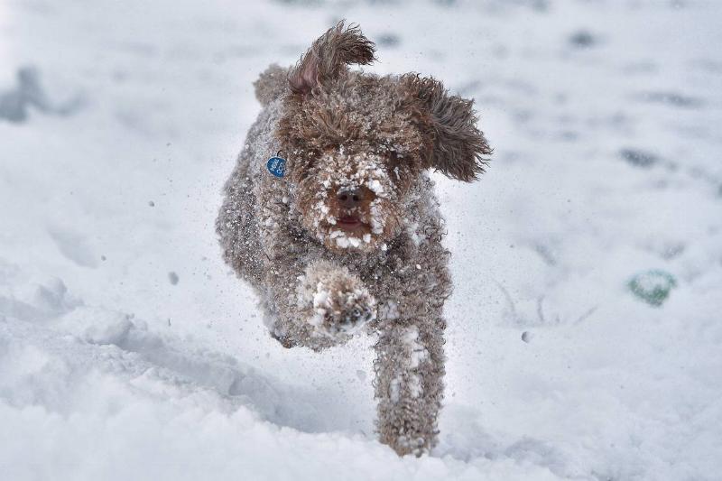 The Spanish Water Dog Is A Vigilant Watchdog The Spanish Water Dog Is A Vigilant Watchdog