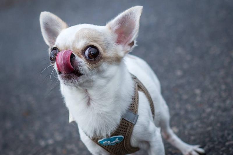 Chihuahuas Are Small But Feisty Chihuahuas Are Small But Feisty