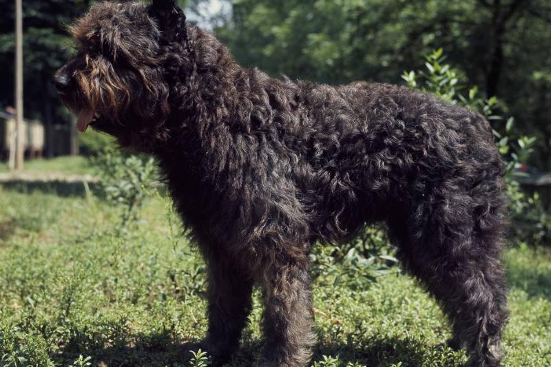 The Bouvier Des Flandres Is Strong-Willed The Bouvier Des Flandres Is Strong-Willed