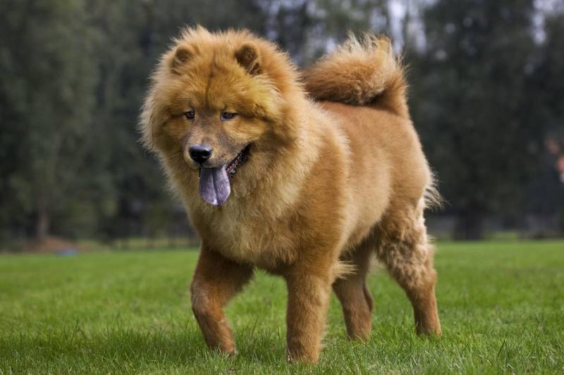 Chow Chow's Are Aloof Yet Loyal Chow Chow's Are Aloof Yet Loyal
