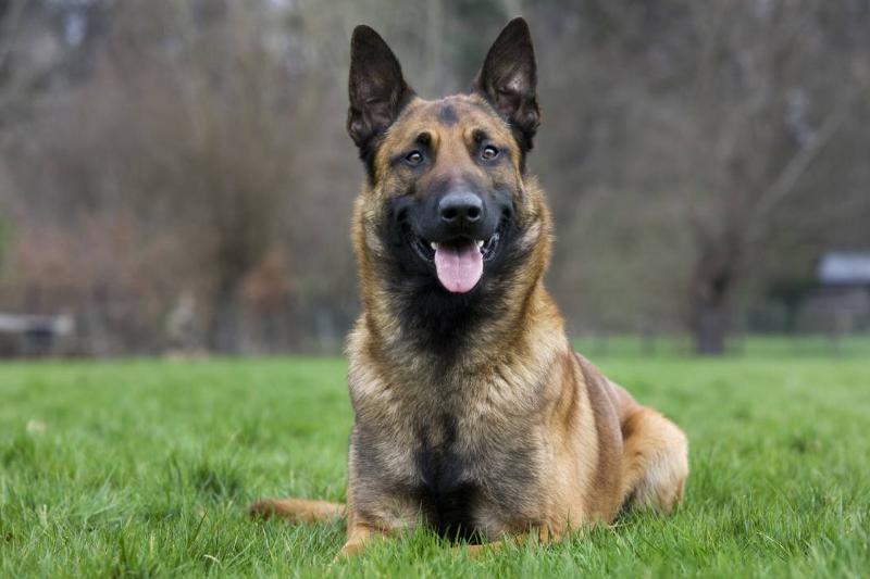 Belgian Malinois Gaurd The White House Belgian Malinois Gaurd The White House