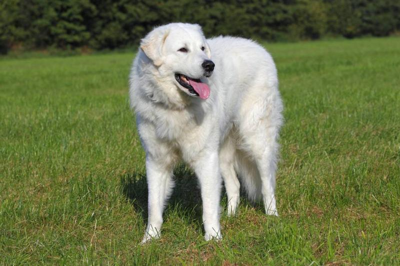 The Kuvasz Is A Protector The Kuvasz Is A Protector