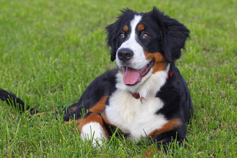 Bernese Mountain Dogs Are Imposing But Not Threatening Bernese Mountain Dogs Are Imposing But Not Threatening