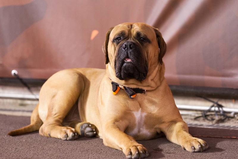 Bullmastiffs Are Brave Bullmastiffs Are Brave
