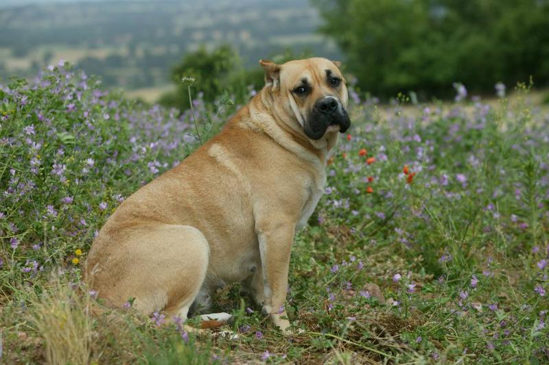 Perro de Presa Canario Are Self-Confident Perro de Presa Canario Are Self-Confident