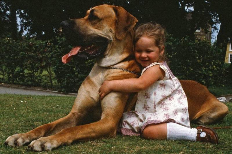 Great Danes Are Alert At Home Great Danes Are Alert At Home