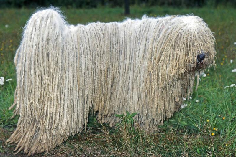 The Komondor Is A Dignified Guardian The Komondor Is A Dignified Guardian