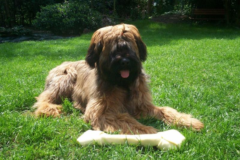 briard A Briard lays in the grass with a large bone.