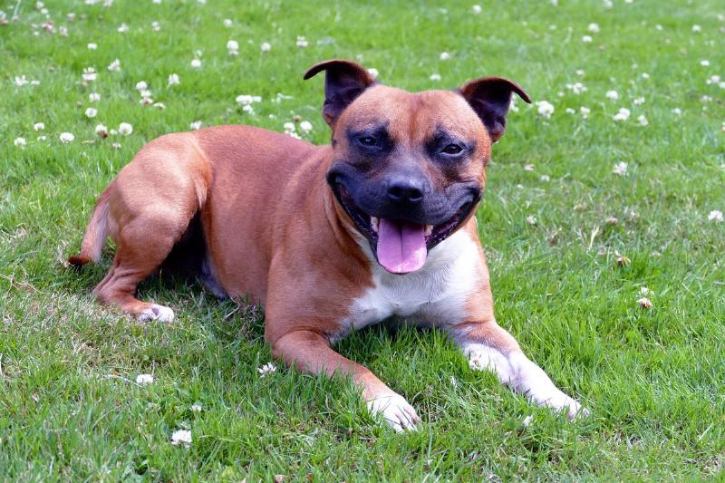 staffordshire-bull-terrier A Staffie wears a big smile while lying in the grass around small flowers.