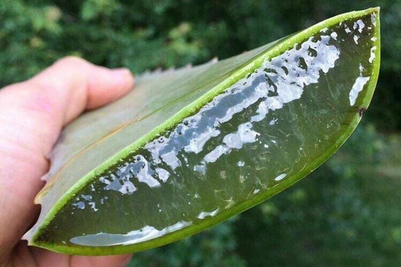juice inside aloe vera A sliced aloe vera plant shows the juice inside.