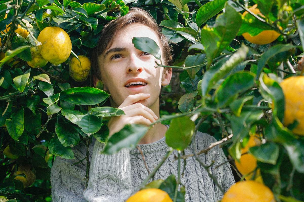 lemon grove A man explores a grove of lemon trees.