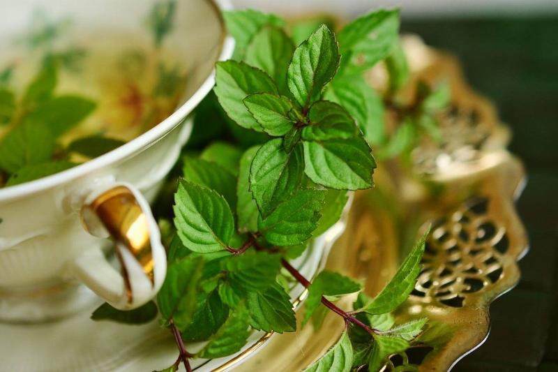 peppermint tea Peppermint leaves border a teacup with steeped mint tea inside.