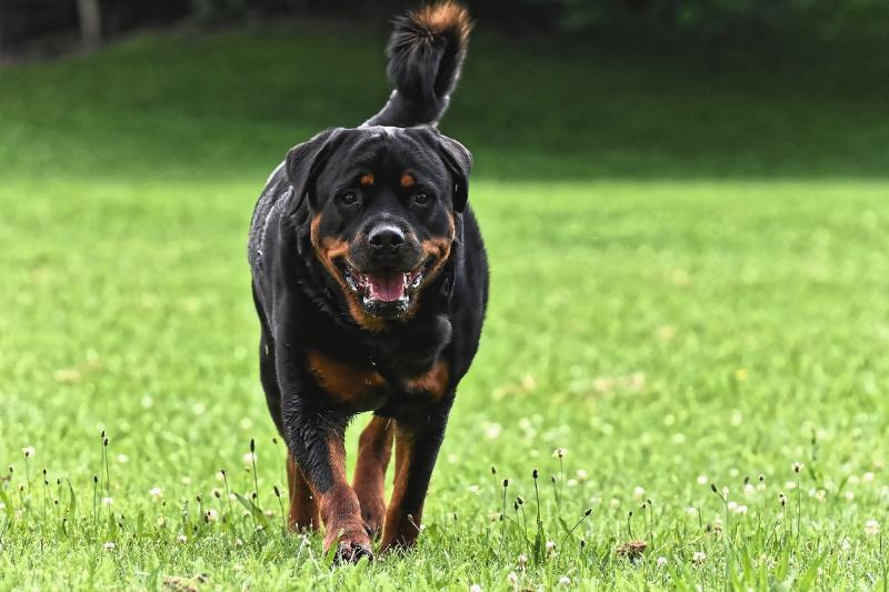 rottweiler A Rottweiler walks on the grass towards the camera.