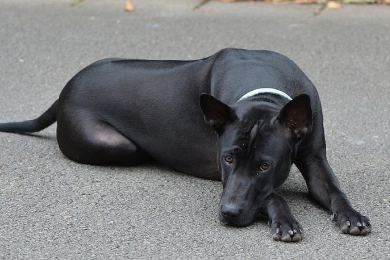thai-ridgeback A Thai Ridgeback rests its head on its paw while lying on asphalt.